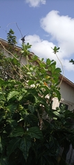 Calotropis procera