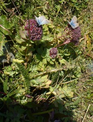 Hylotelephium anacampseros