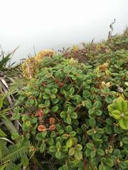 Metrosideros rugosa