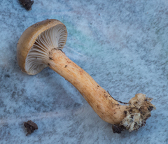 Chroogomphus jamaicensis