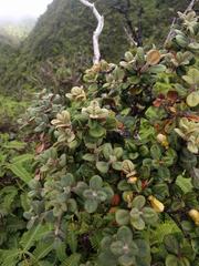 Metrosideros rugosa
