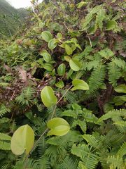 Smilax melastomifolia