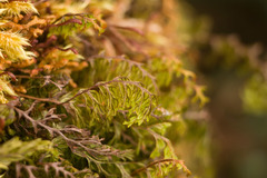 Hymenophyllum lanceolatum