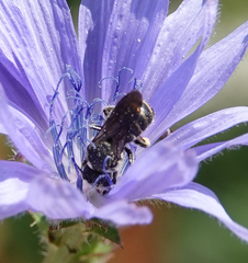 Stelis punctulatissima