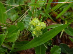 Alchemilla glaucescens