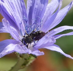 Stelis punctulatissima