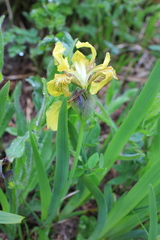 Iris bloudowii