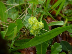 Alchemilla glaucescens