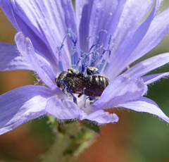 Stelis punctulatissima
