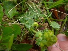 Alchemilla glaucescens