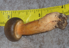 Chroogomphus jamaicensis