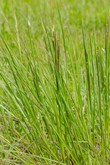 Paspalum plicatulum