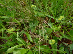 Alchemilla glaucescens
