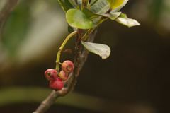 Syzygium sandwicense