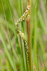 Paspalum plicatulum