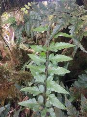 Asplenium lobulatum
