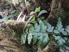 Asplenium lobulatum