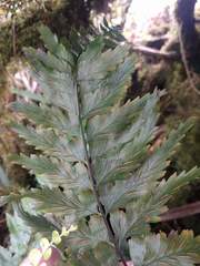 Asplenium lobulatum