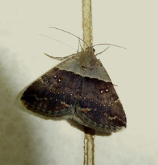 Plecopterodes moderata