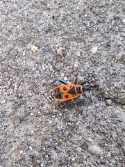 Pyrrhocoris apterus