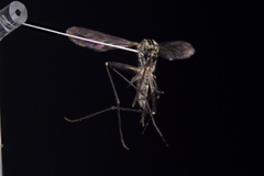 Aedes thibaulti