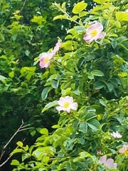 Rosa canina