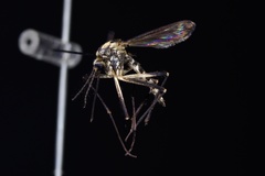 Aedes thibaulti