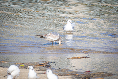 Laridae