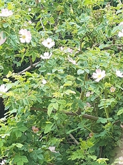 Rosa canina