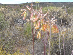 Cotyledon orbiculata spuria