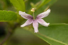 Scaevola mollis