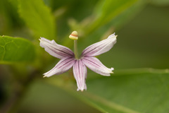 Scaevola mollis