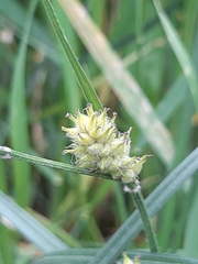 Carex