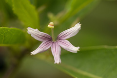 Scaevola mollis