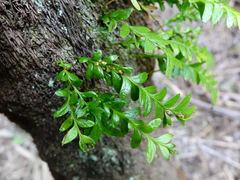 Tmesipteris lanceolata