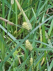 Carex