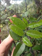 Diospyros sandwicensis