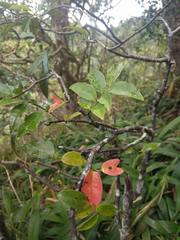 Diospyros sandwicensis