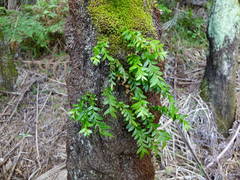 Tmesipteris lanceolata
