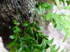 Tmesipteris lanceolata