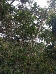 Diospyros sandwicensis