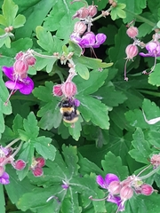 Bombus haematurus