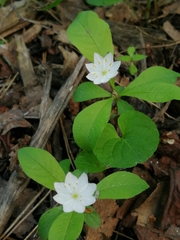 Lysimachia europaea