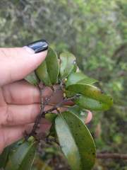Diospyros sandwicensis
