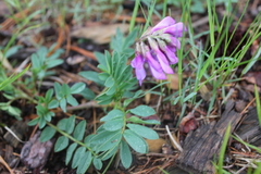 Hedysarum theinum