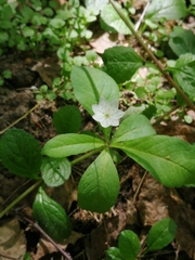 Lysimachia europaea