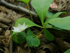 Lysimachia europaea