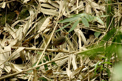 Turdus poliocephalus