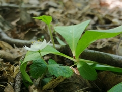 Lysimachia europaea
