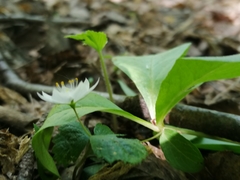 Lysimachia europaea